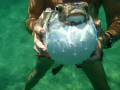   puffer fish being held brave snorkeling buddy. Off Boynton Beach Fl 2010 buddy  
